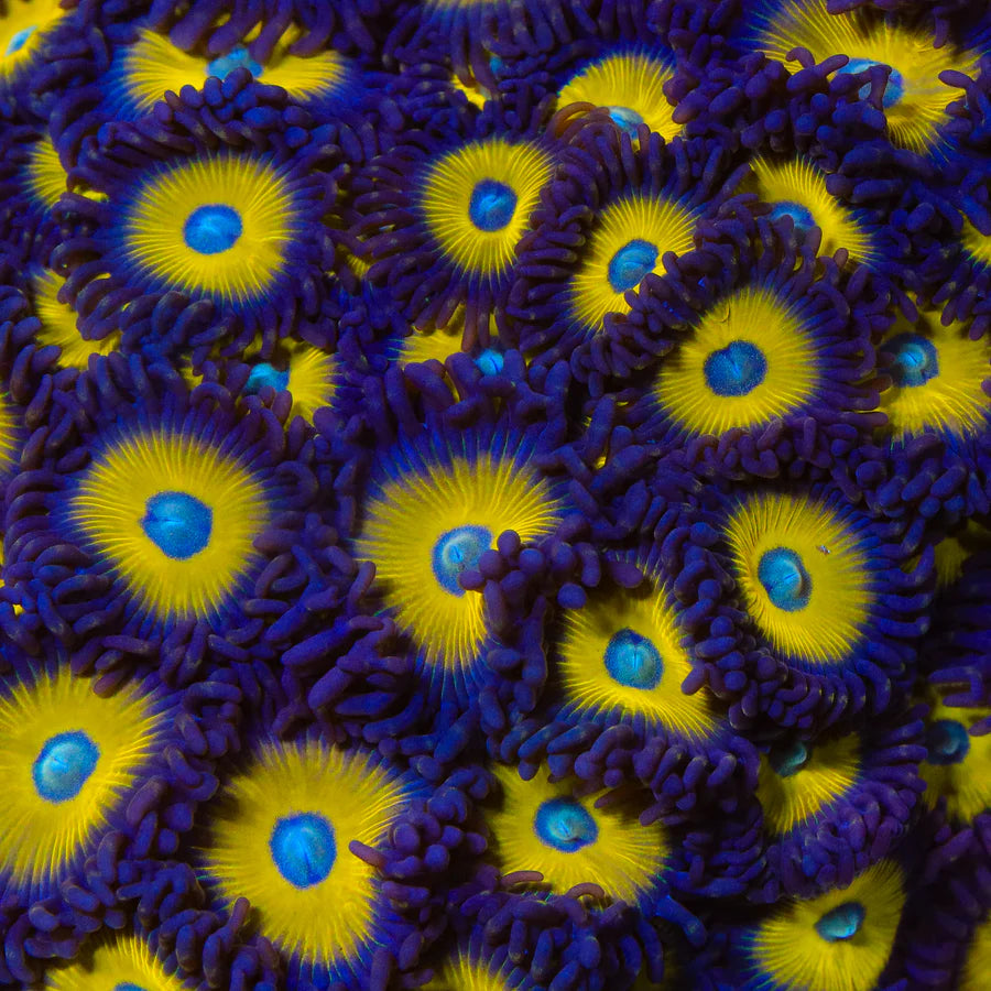 Vulcan Blood Zoanthids Coral