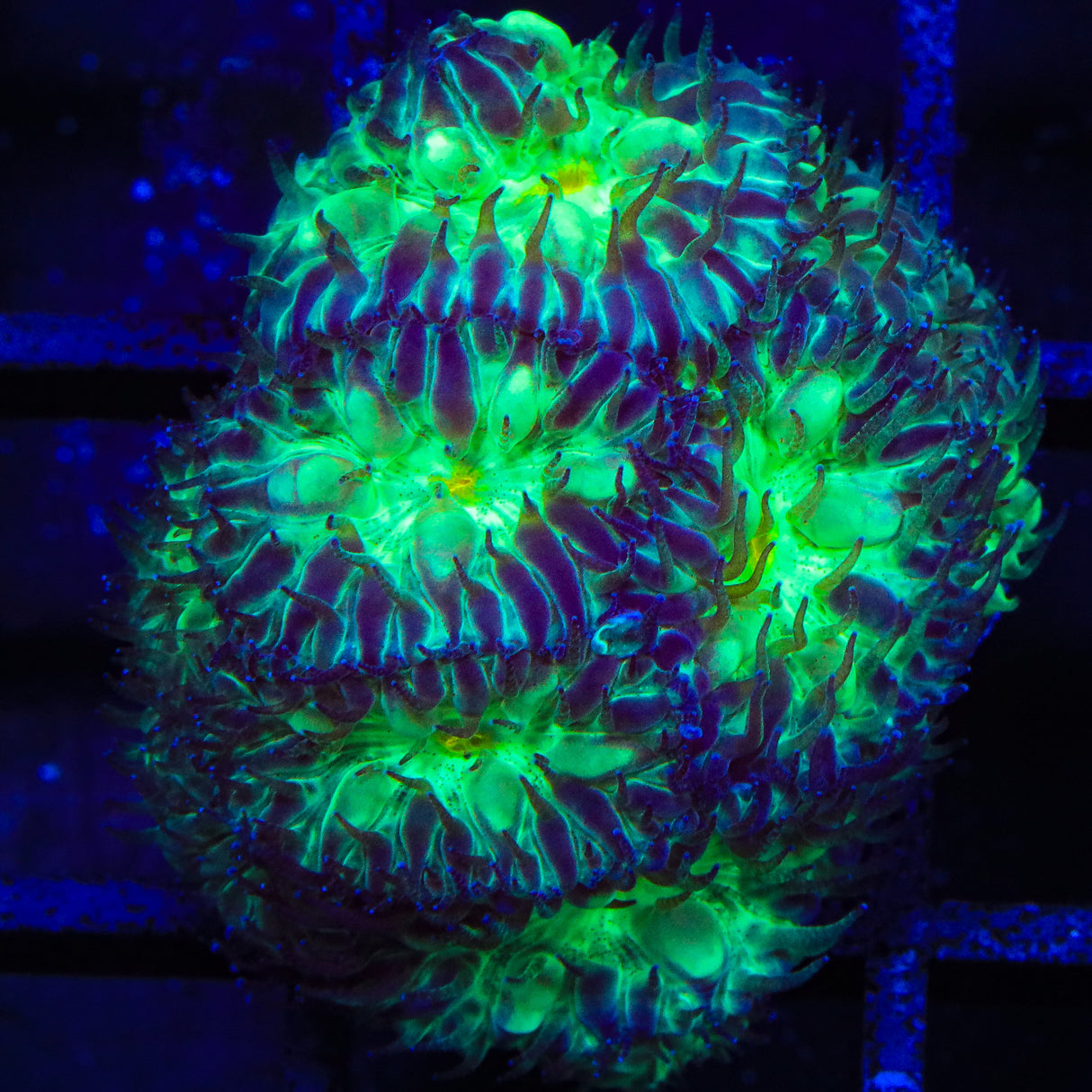 TSA Shamrock Blastomussa Coral