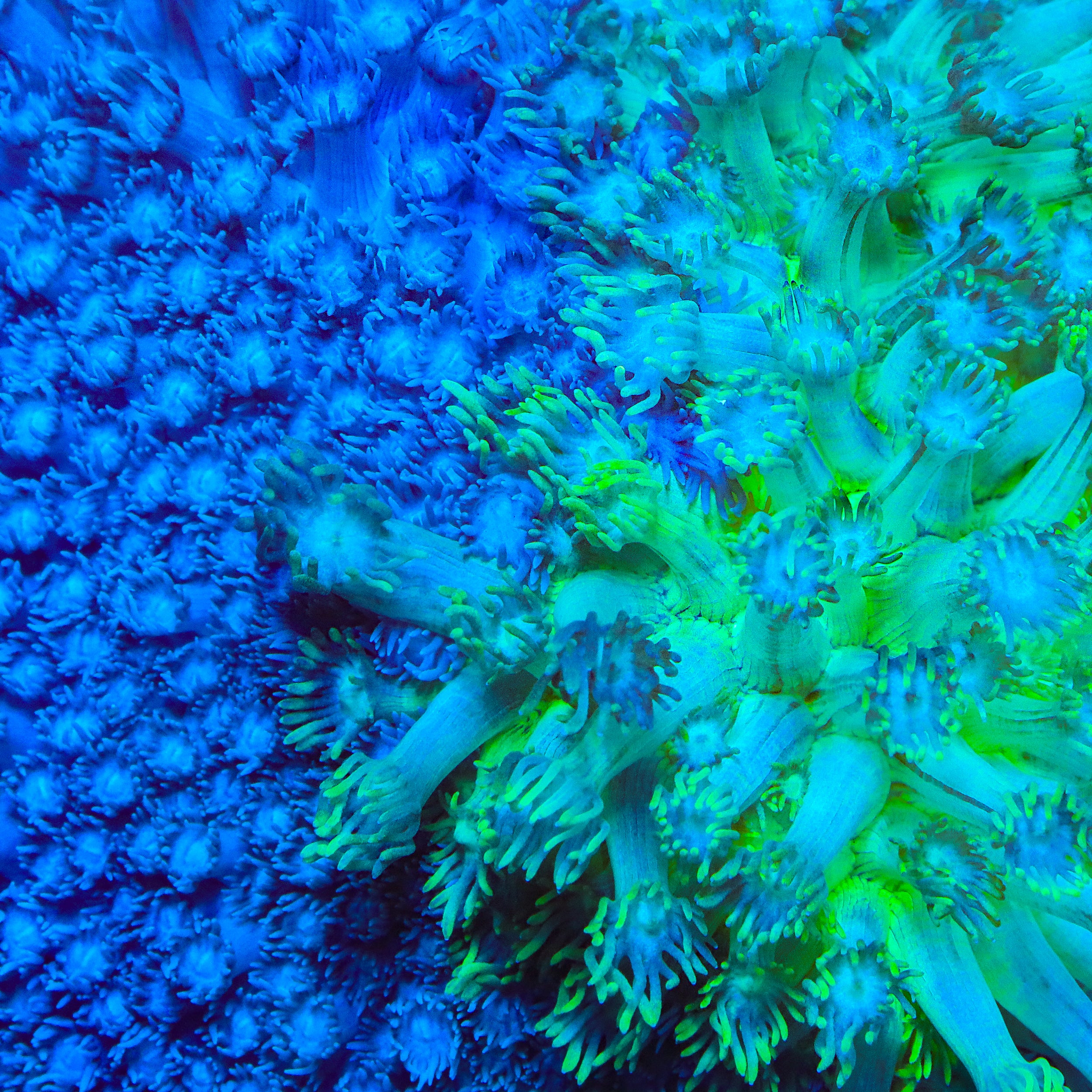TSA Head 2 Head Goniopora Coral