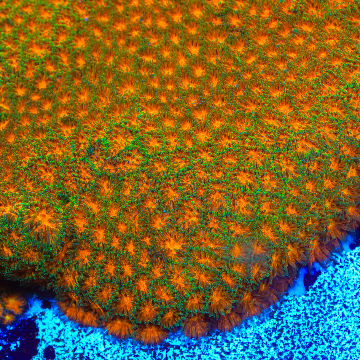 TSA Mayhem Leptastrea Coral