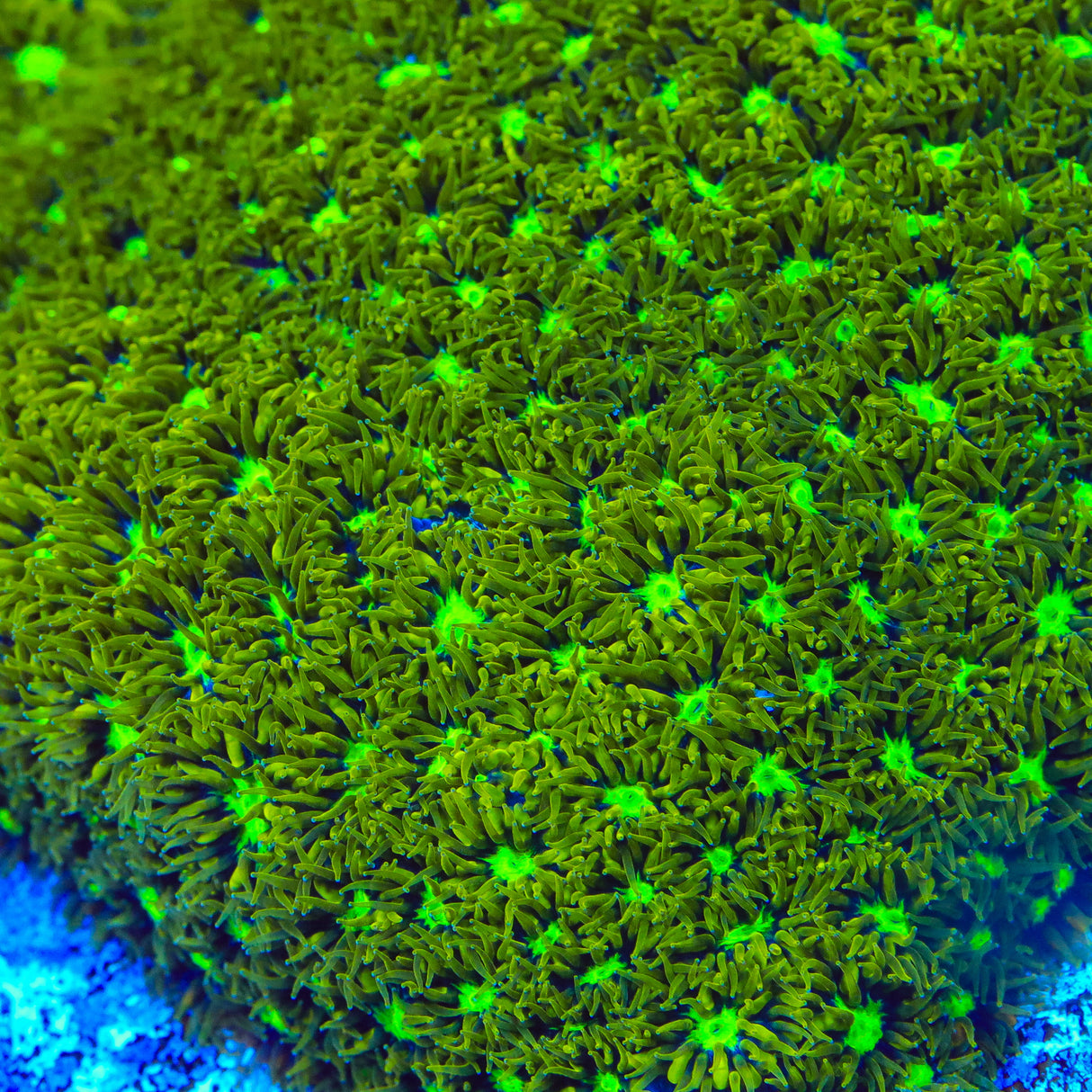 TSA Electric Daisy Leptastrea Coral