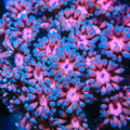 TSA Cherry Blossom Goniopora Coral