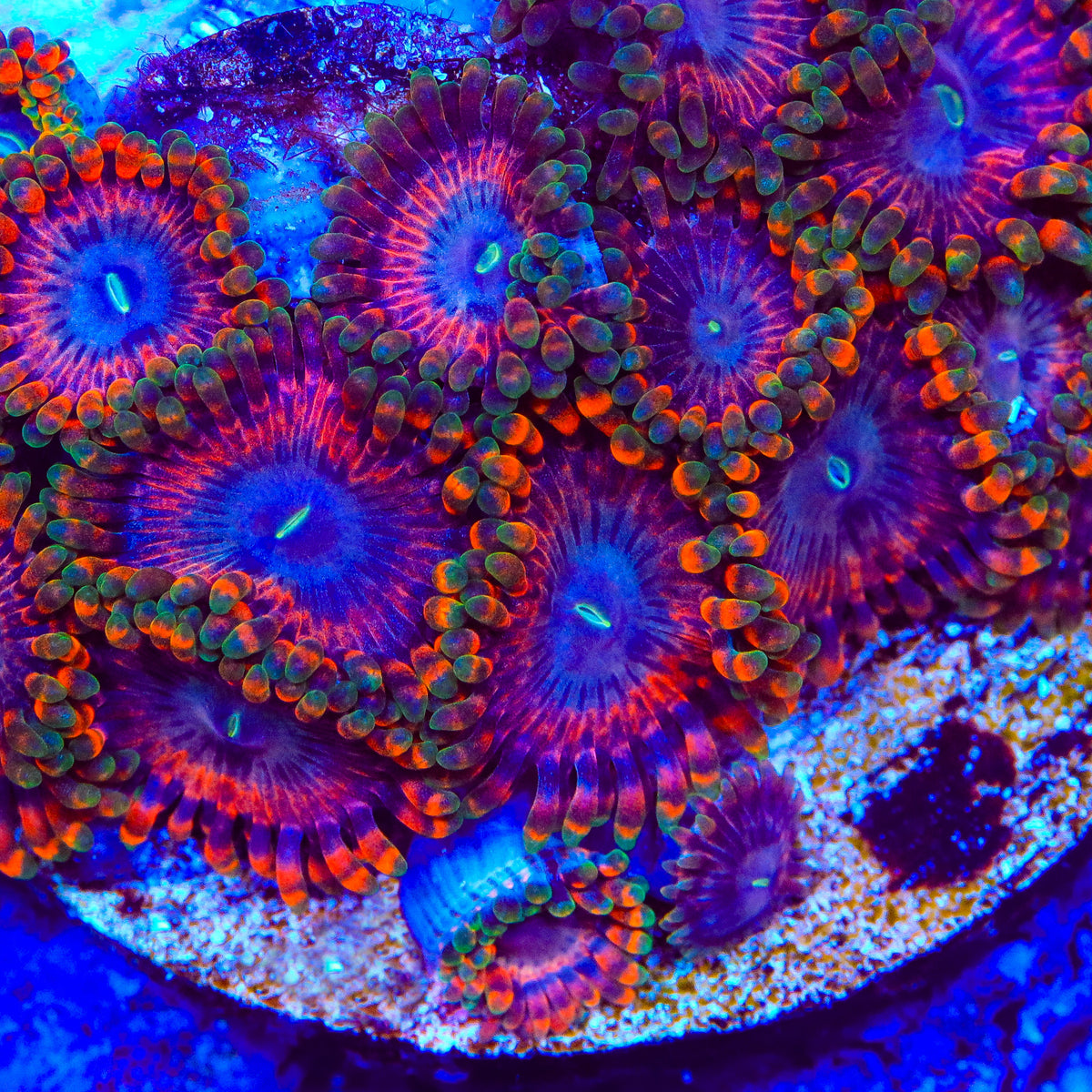 Fairy Fart Zoanthids Coral – Top Shelf Aquatics