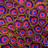 Eagle Eye Zoanthids Coral