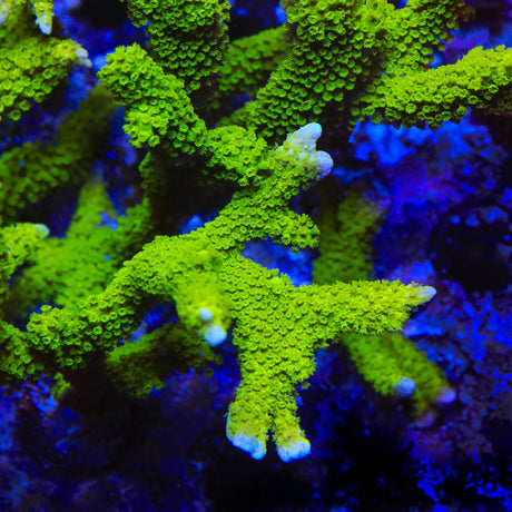 Nuclear Green Montipora Digitata Coral