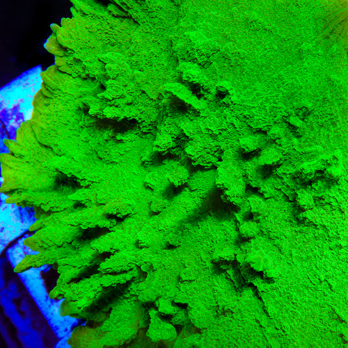 Jake Adams Crystal Experiment Montipora Coral