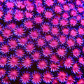 TSA Cherry Glitter Goniopora Coral