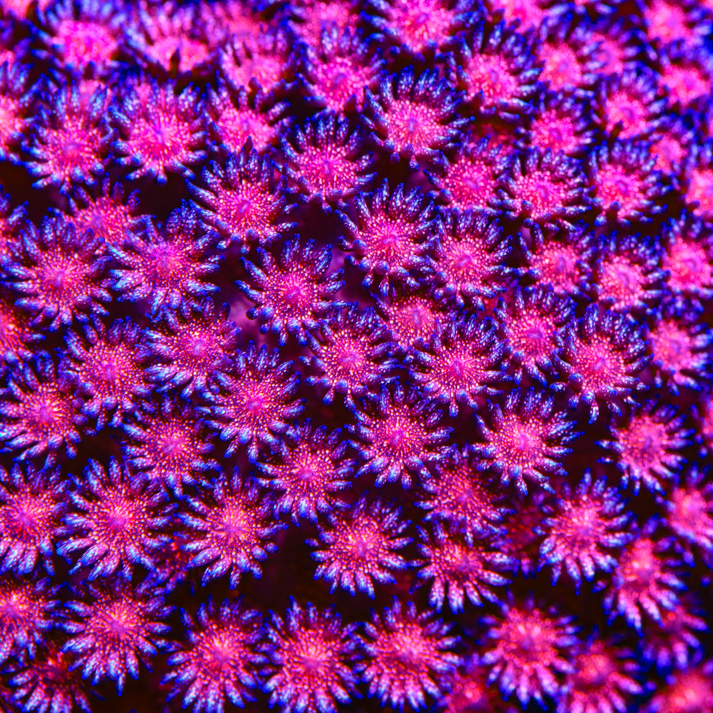 TSA Cherry Glitter Goniopora Coral
