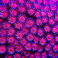 TSA Strawberry Glitter Goniopora Coral