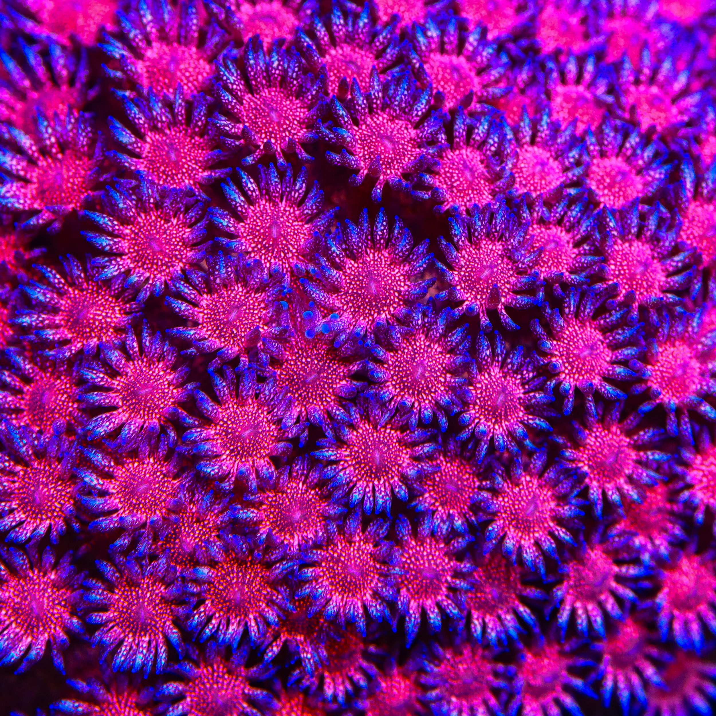 TSA Strawberry Glitter Goniopora Coral