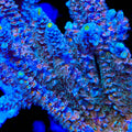 TSA Frostbite Pheonix Acropora Coral