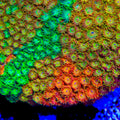 TSA Fruit Bowl Cyphastrea Coral