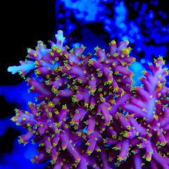 Little Red Ferrari Acropora Coral