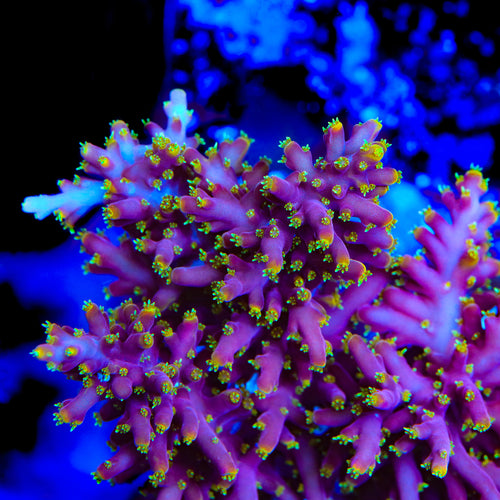 Little Red Ferrari Acropora Coral