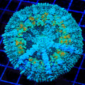 Blazed Persian Rug Mushroom Coral