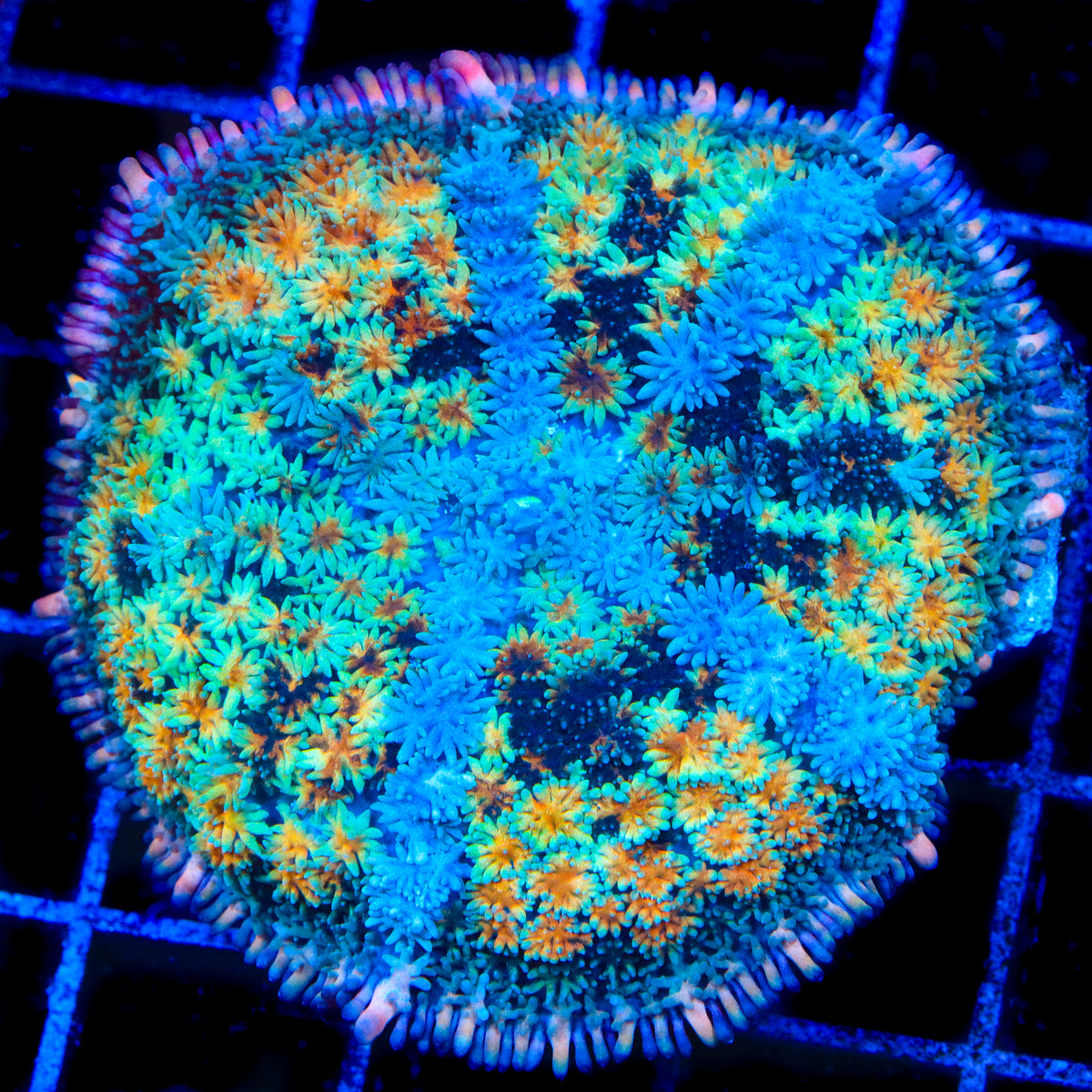 Crash Course Persian Rug Mushroom Coral