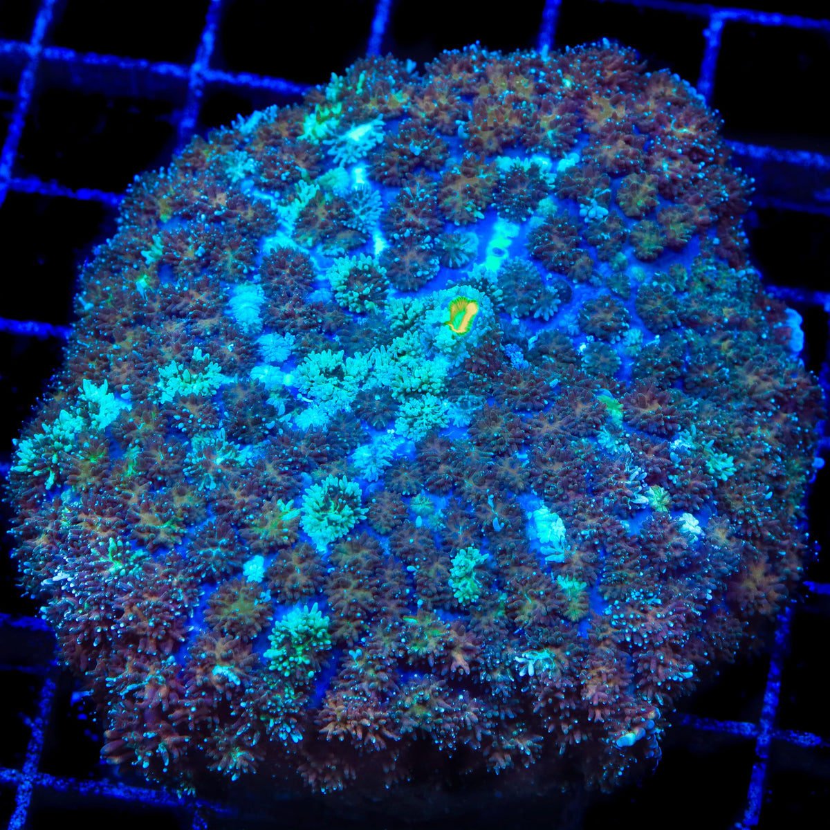 Rumpelstiltskin Persian Rug Mushroom Coral