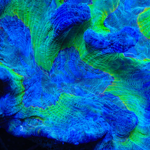 TSA Widowmaker Pectinia Coral