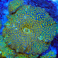 TSA Witch's Brew Mushroom Coral
