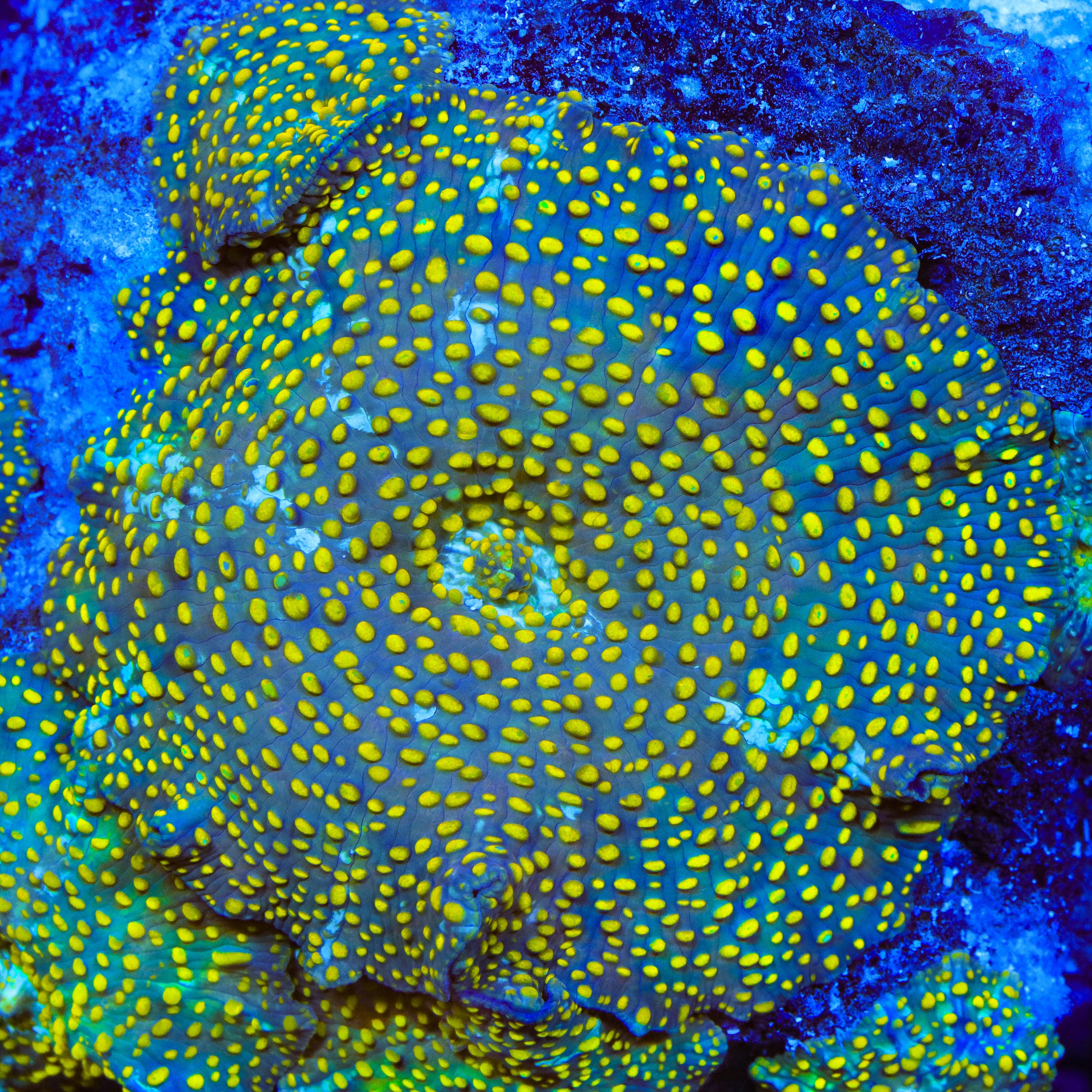 TSA Witch's Brew Mushroom Coral