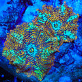 TSA Crossfire Mushroom Coral