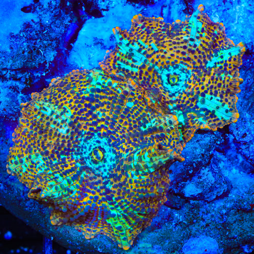 TSA Crossfire Mushroom Coral