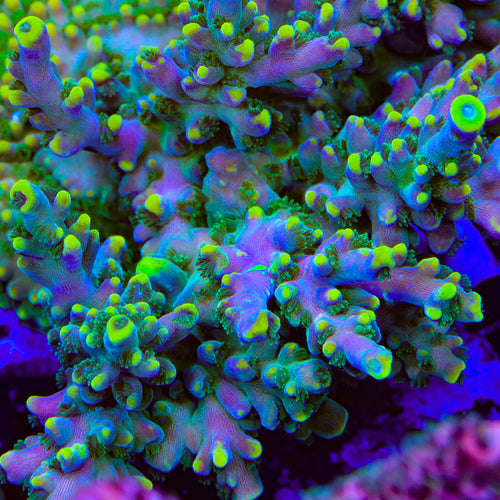 TSA Grafted Bollywood Acropora Coral