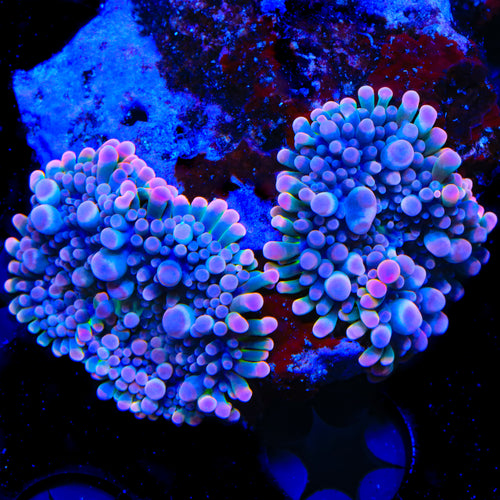 Bubblegum Yuma Mushroom Coral