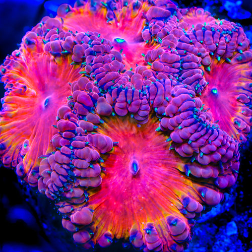 TSA Sunset Dream Blastomussa Coral
