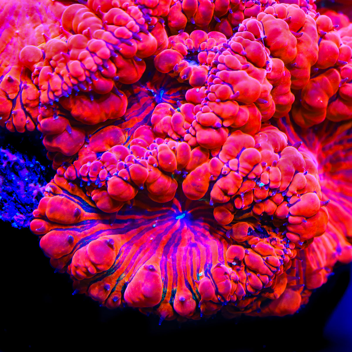 TSA Deadpool Blastomussa Coral