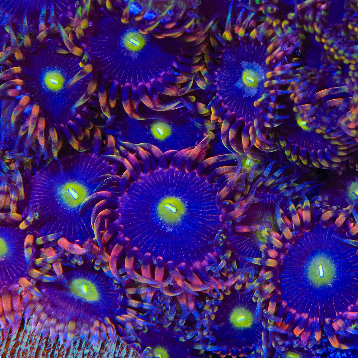 TSA Pinwheel Zoanthids Coral