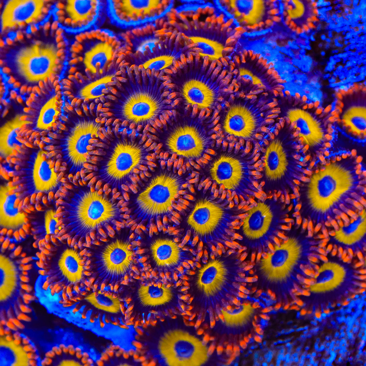 Fruit Loops Zoanthids Coral – Top Shelf Aquatics