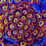 Fruit Loops Zoanthids Coral