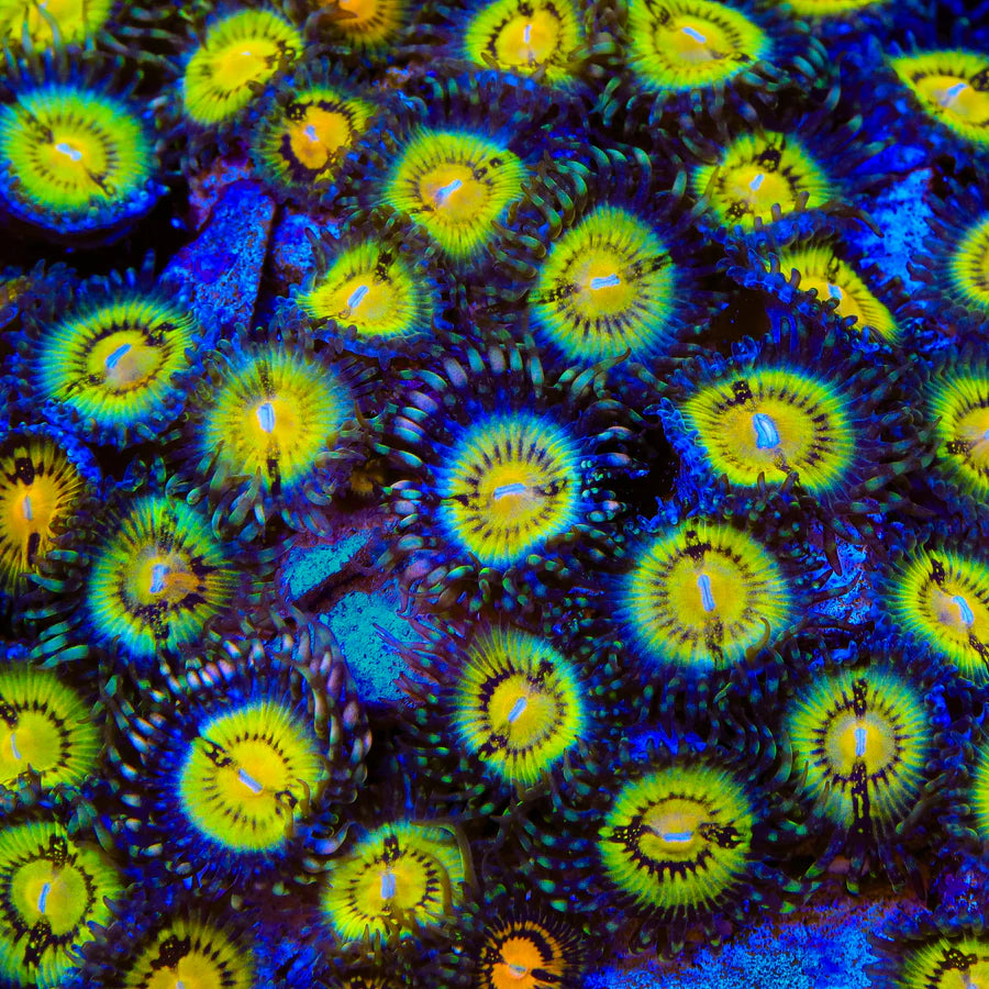 Butt Muncher Zoanthids Coral