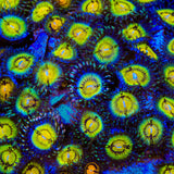 Butt Muncher Zoanthids Coral