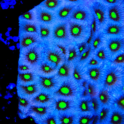TSA Misty Eye Favia Coral