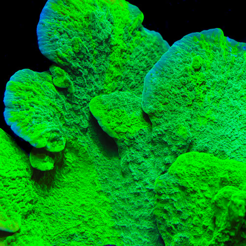 Jake Adams Grafted Crystal Experiment Montipora Coral