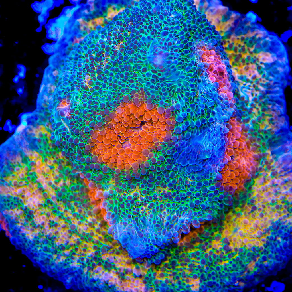 TSA Pepto Blast Chalice Coral