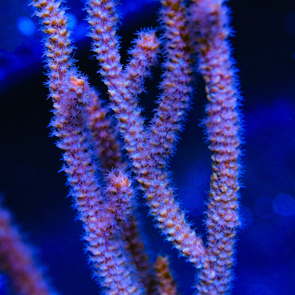 Tinseltown Gorgonian Coral