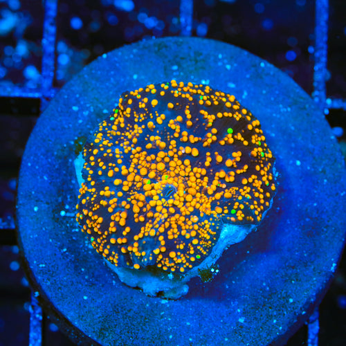 TSA Intergalactic Mushroom Coral