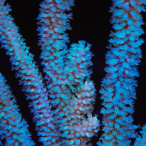 Ice Blast Gorgonian Coral
