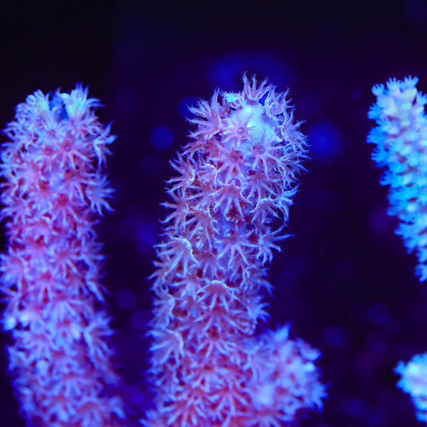 Whirlwind Gorgonian Coral