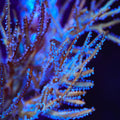 Snow Flurry Gorgonian Coral