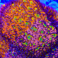 Ijam Split Decision Grafted Lithophyllon Coral