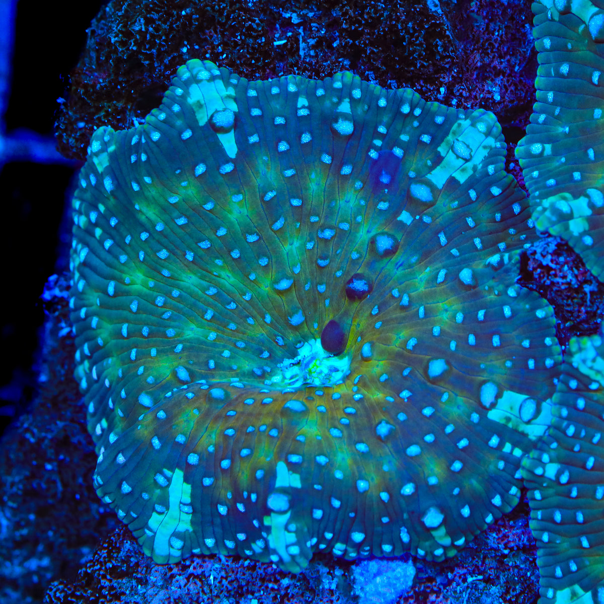 Berry Blitz Mushroom Coral