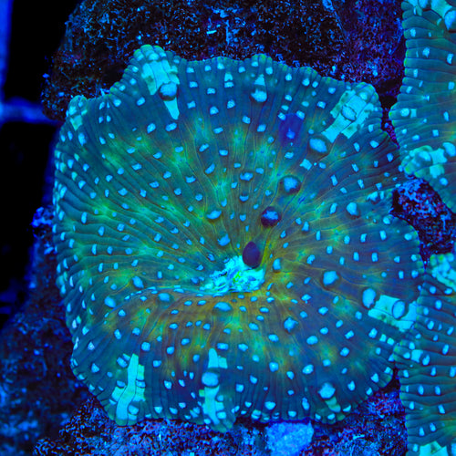 Berry Blitz Mushroom Coral