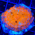 Oranges on Fire Mushroom Coral