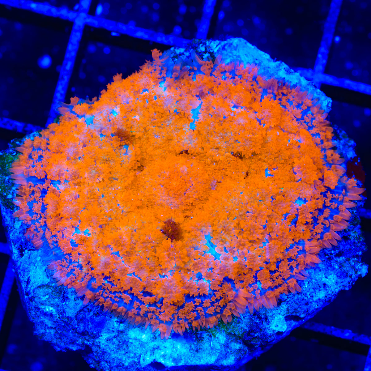 Oranges on Fire Mushroom Coral