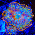 Rainbow Riot Mushroom Coral