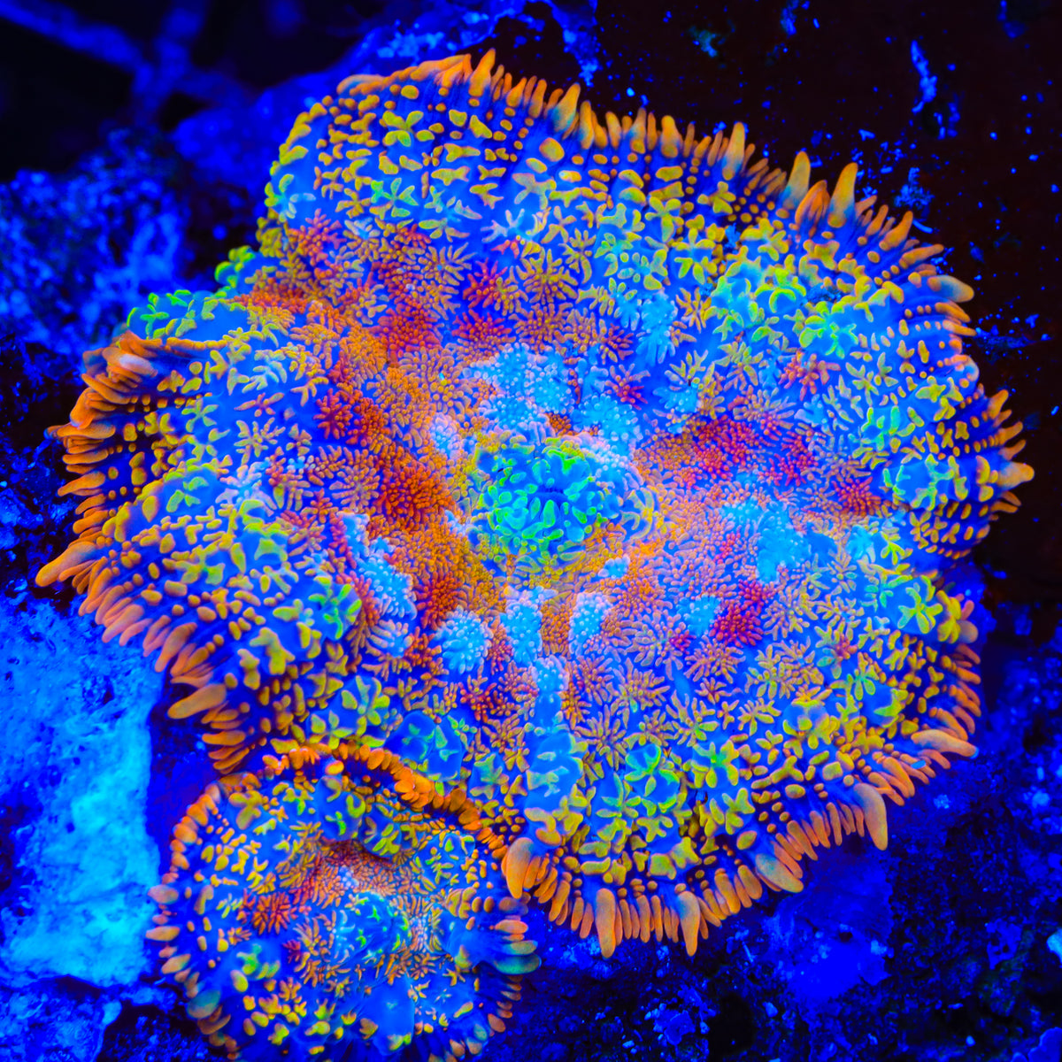 Rainbow Riot Mushroom Coral